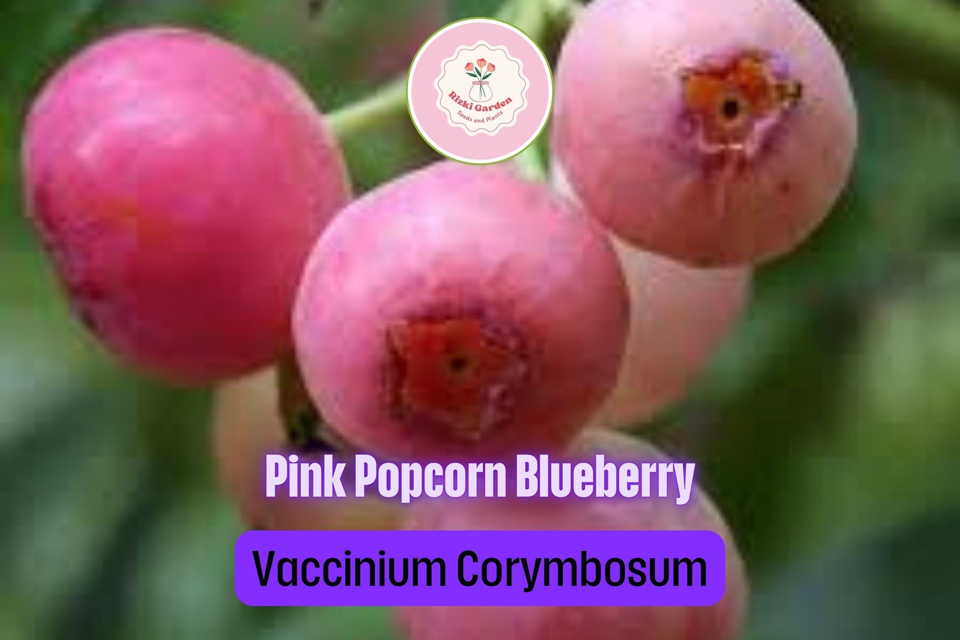 3 Pink Popcorn Blueberry Plants - Vaccinium corymbosum | Live Starter Plugs | Unique Pink Fruit for Garden or Patio Containers
