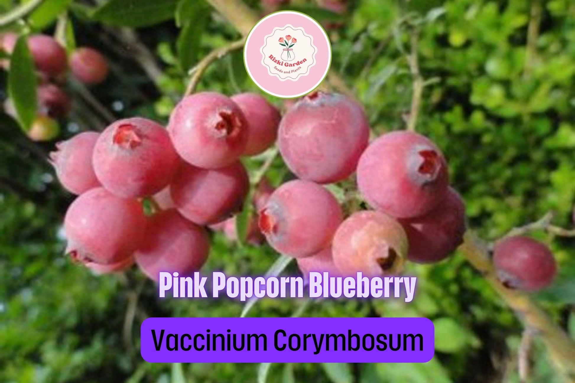 3 Pink Popcorn Blueberry Plants - Vaccinium corymbosum | Live Starter Plugs | Unique Pink Fruit for Garden or Patio Containers