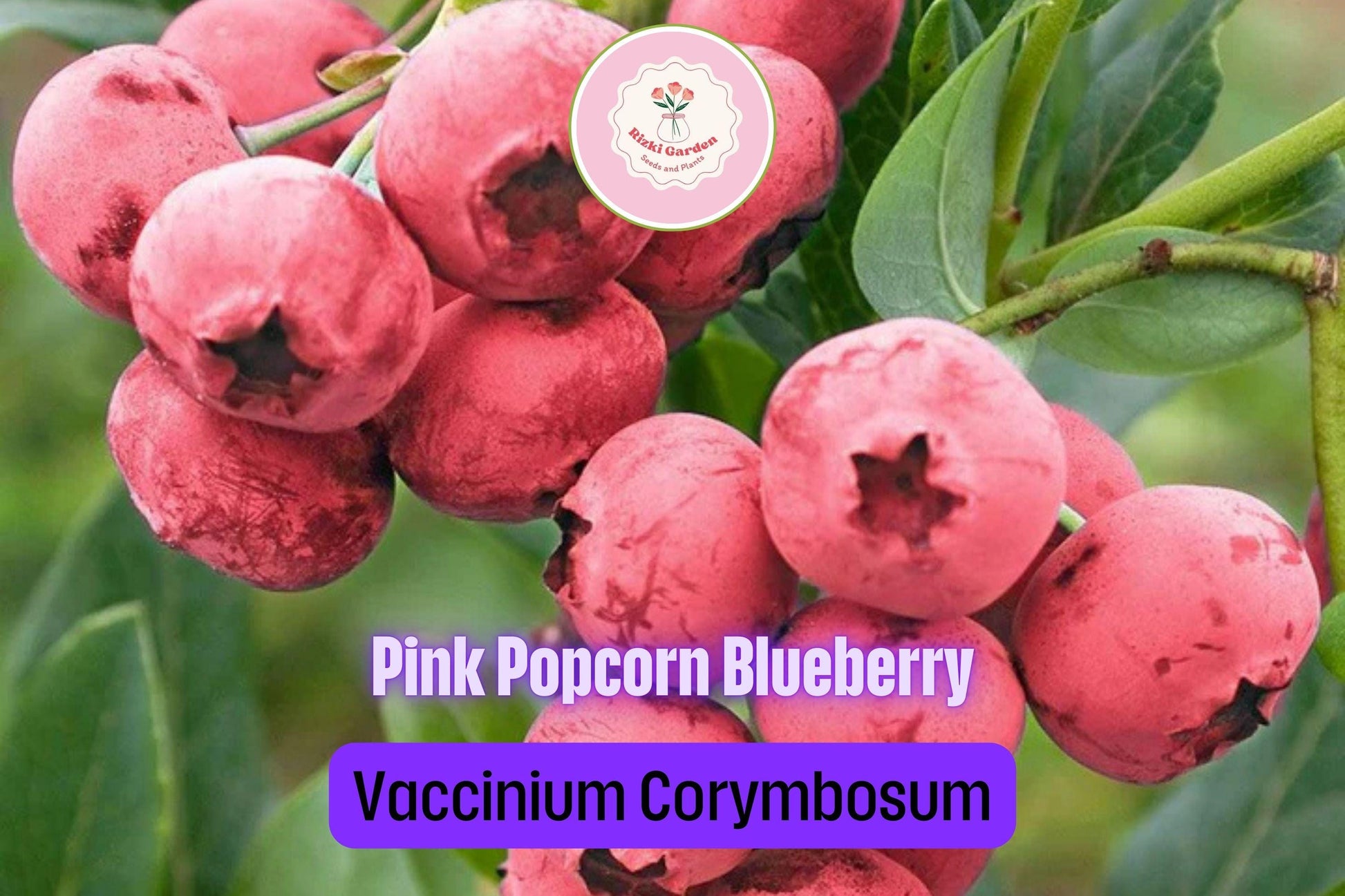 3 Pink Popcorn Blueberry Plants - Vaccinium corymbosum | Live Starter Plugs | Unique Pink Fruit for Garden or Patio Containers