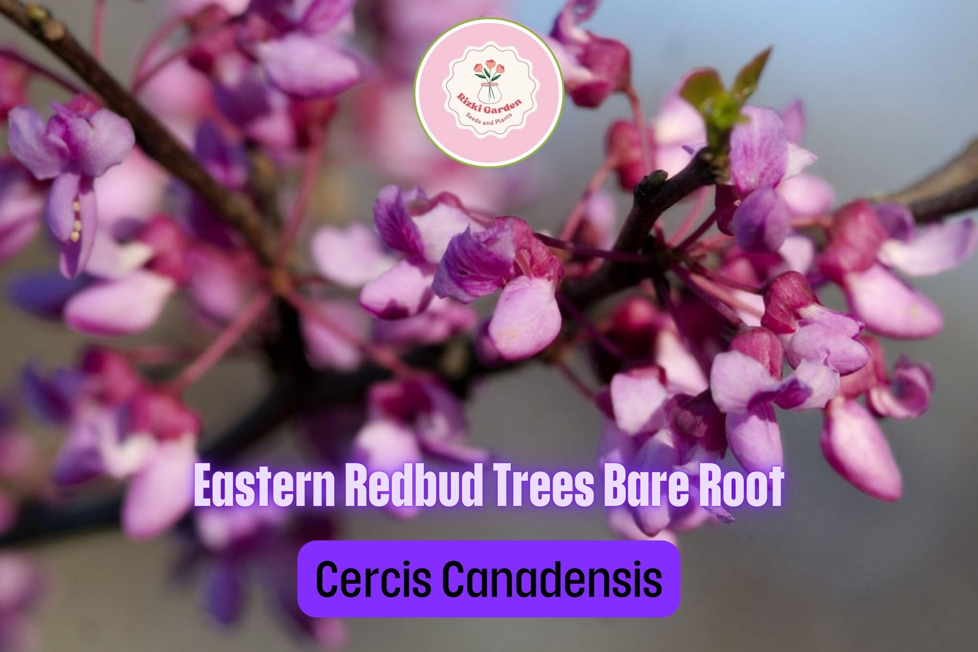 3 Eastern Redbud Trees - Cercis canadensis | 14–18” Bare Root Live Trees | Native Ornamental for Spring Blooms & Landscaping
