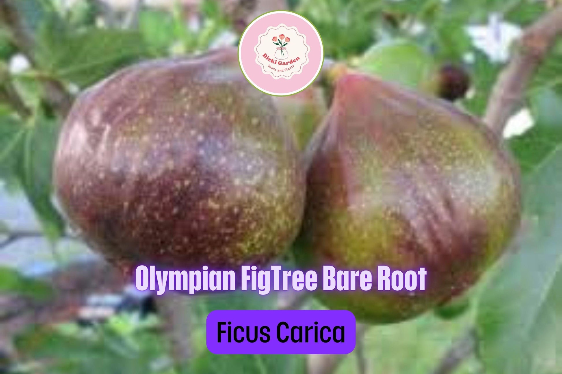 3 Olympian Fig Trees - Ficus carica | Live Starter Plants | Cold Hardy Edible Fruit Tree for Gardens, Patios, and Containers