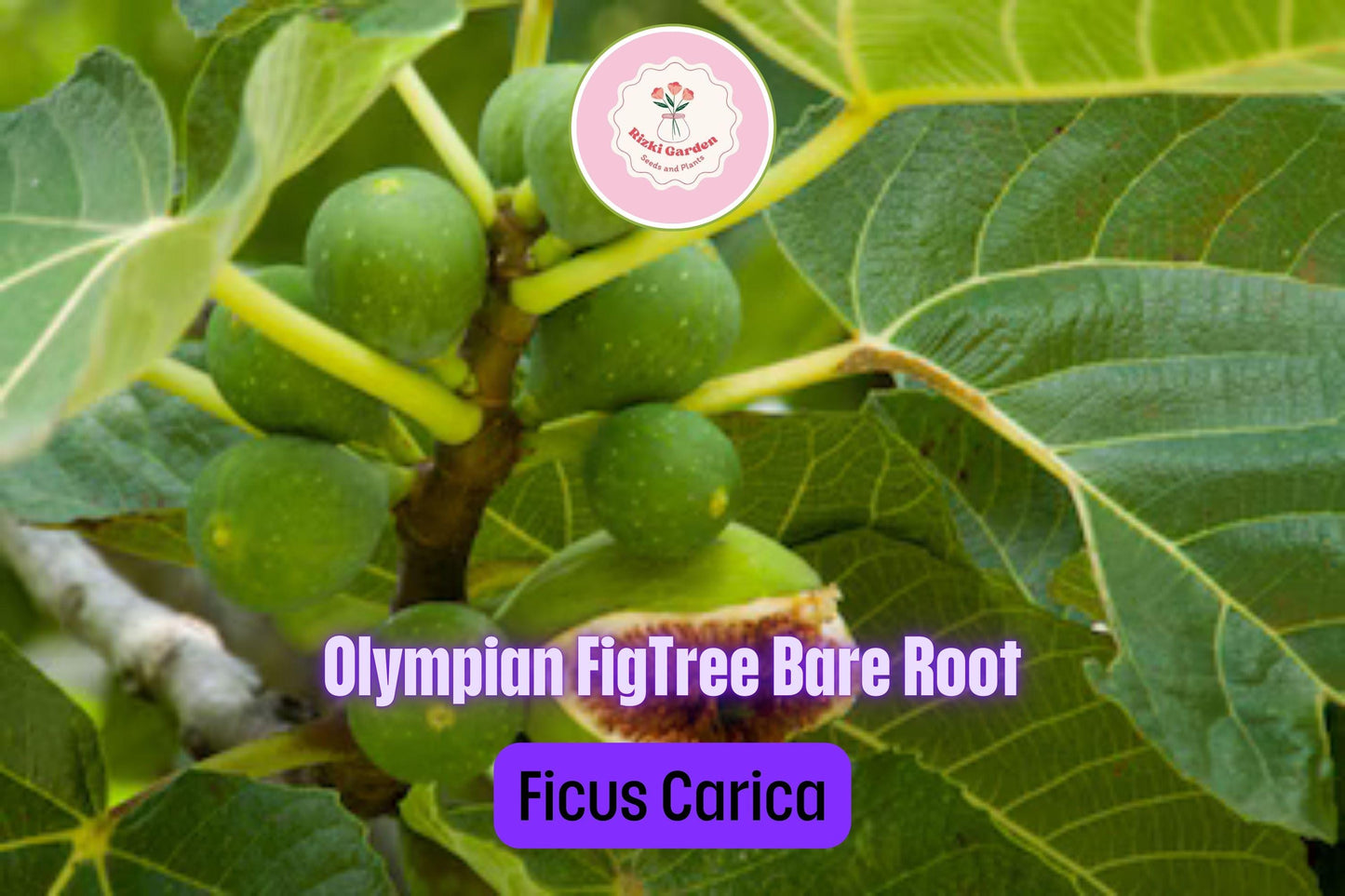 3 Olympian Fig Trees - Ficus carica | Live Starter Plants | Cold Hardy Edible Fruit Tree for Gardens, Patios, and Containers