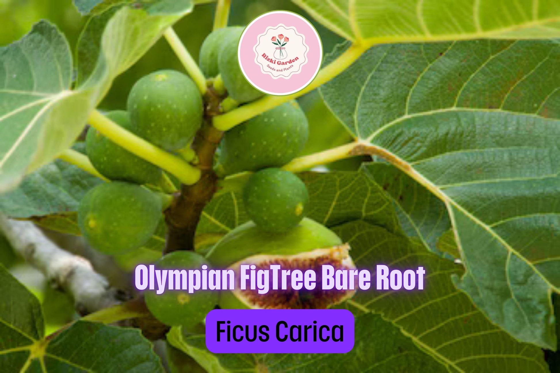 3 Olympian Fig Trees - Ficus carica | Live Starter Plants | Cold Hardy Edible Fruit Tree for Gardens, Patios, and Containers