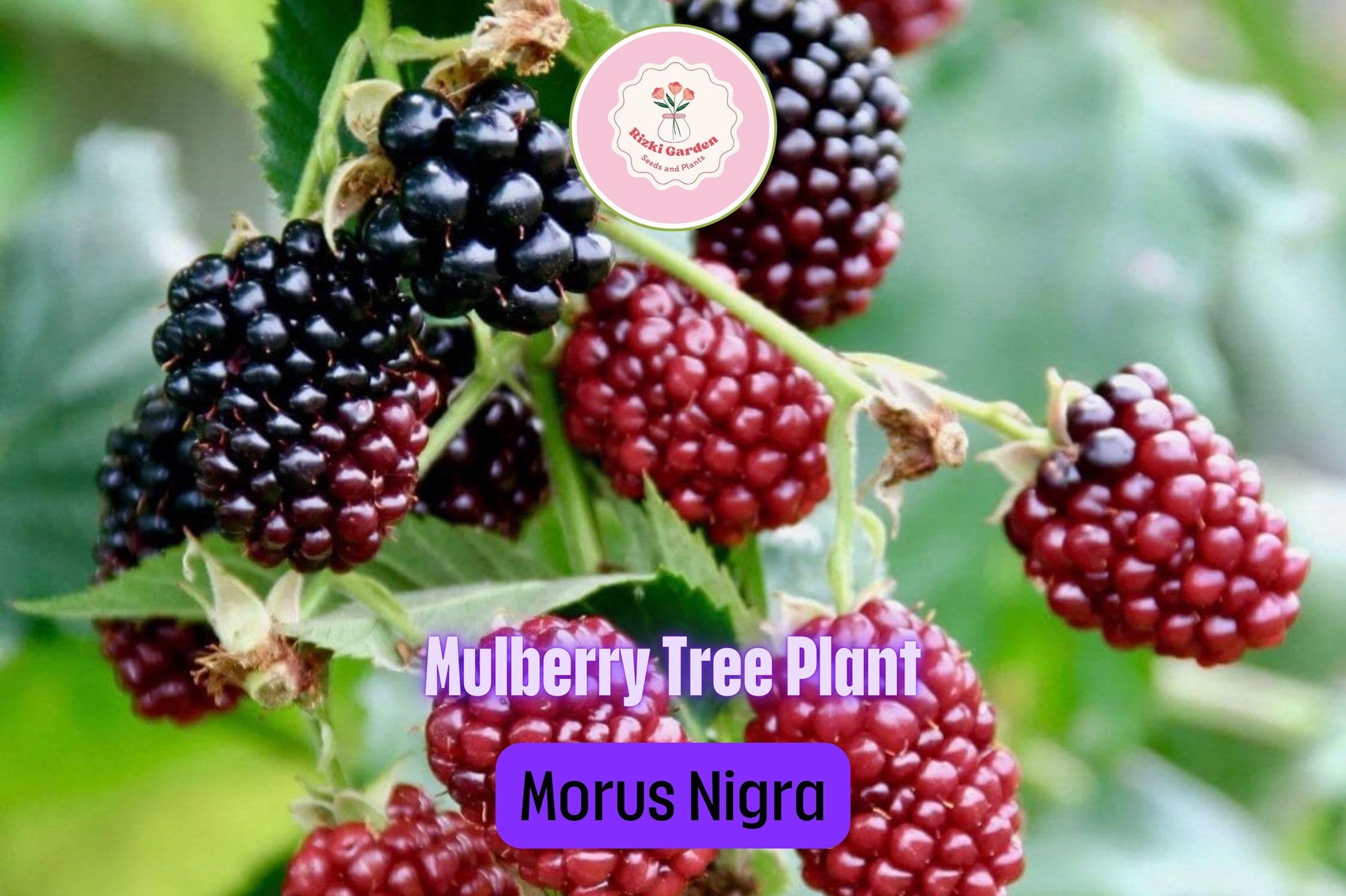 5 Dwarf Everbearing Mulberry Trees - Morus nigra | Live Starter Plants | Edible Fruit Tree for Containers, Gardens, and Landscapes