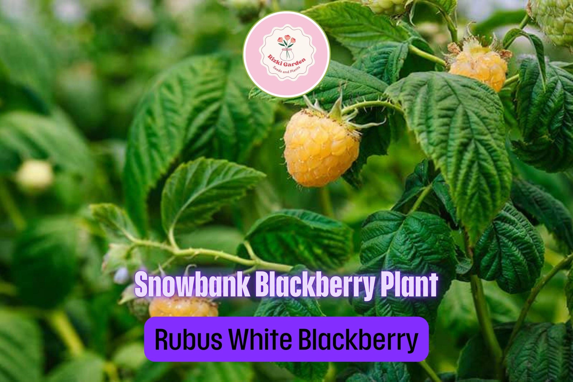 5 Snowbank White Blackberry Plants - Rubus fruticosus | Live Starter Plants | Unique Edible Fruit Shrub for Gardens & Berry Patches