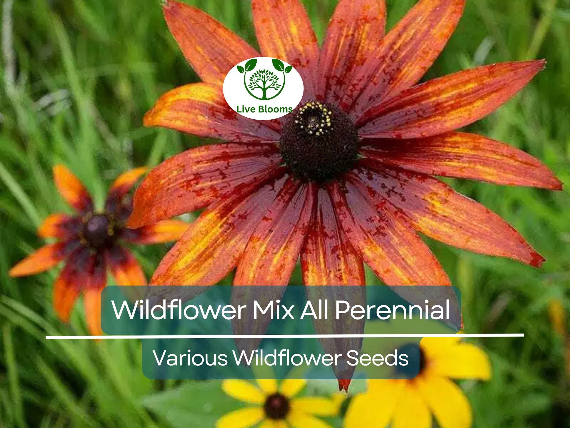 1000 Seeds Wildflower Mix All Perennial Heirloom Flowers Pollinators Non-GMO (Native Wildflowers)