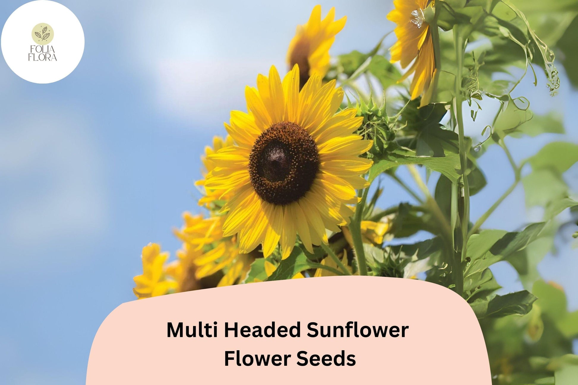 50pcs Multi-Headed Sunflower Seeds | Rare Stunning Blooms | Easy to Grow