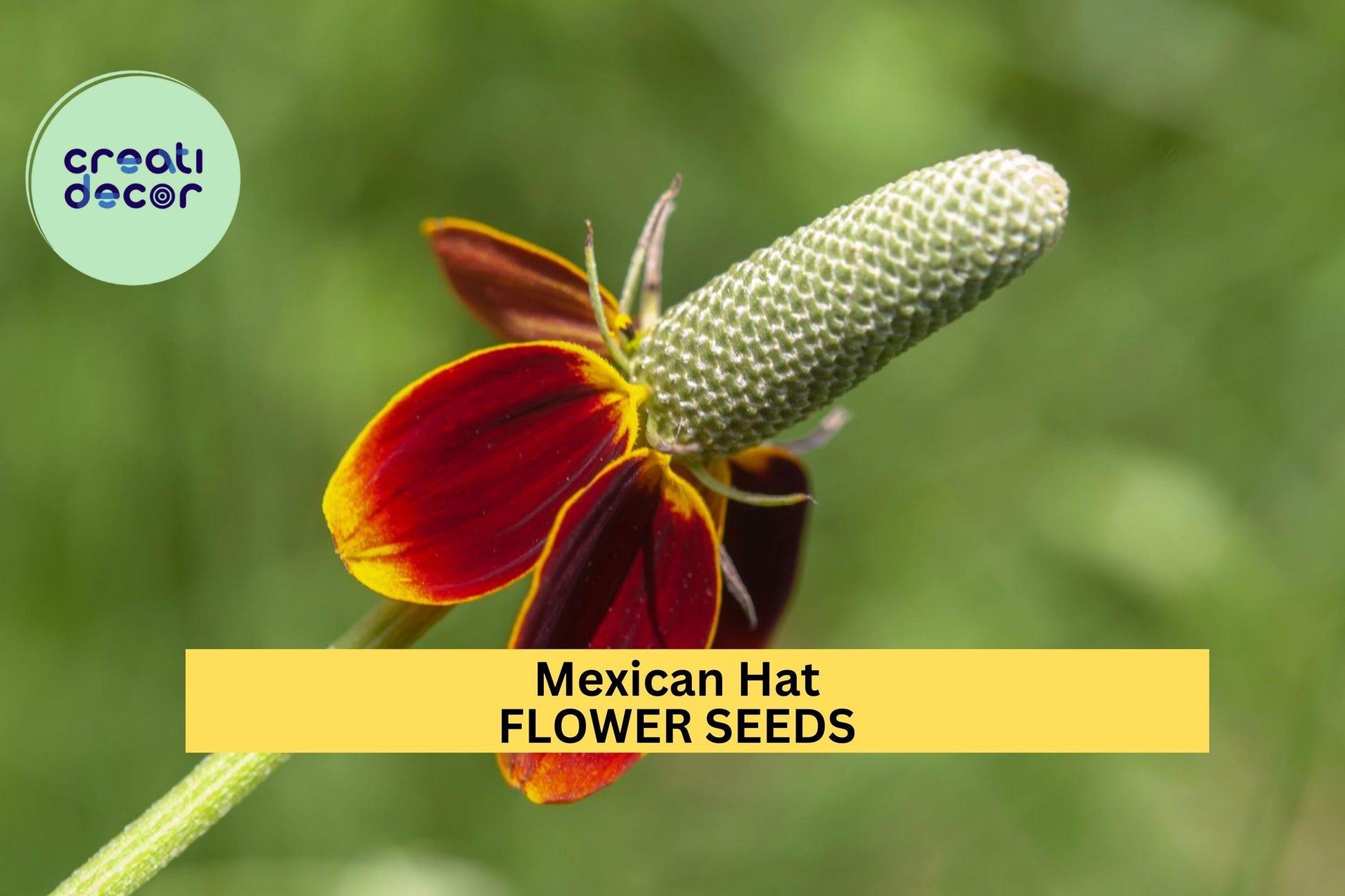 Mexican Hat Seeds – Ratibida columnifera – 100mg (~250 Seeds), Native Wildflower, Red & Yellow Blooms, Drought-Tolerant, Pollinator Friendly