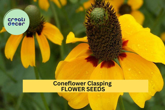 Clasping Coneflower Seeds – Dracopis amplexicaulis – 100mg (~200 Seeds), Native Annual, Yellow Blooms, Pollinator Friendly, Easy Wildflower