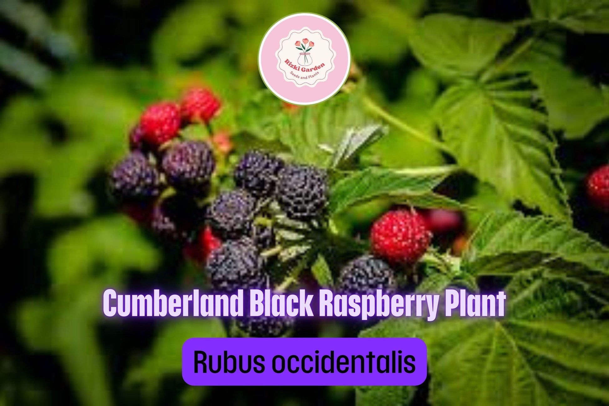 5 Cumberland Black Raspberry Plants - Rubus occidentalis | 1–2 Yr Old Live Fruit Shrubs | Sweet Hardy Berries for Garden & Landscape
