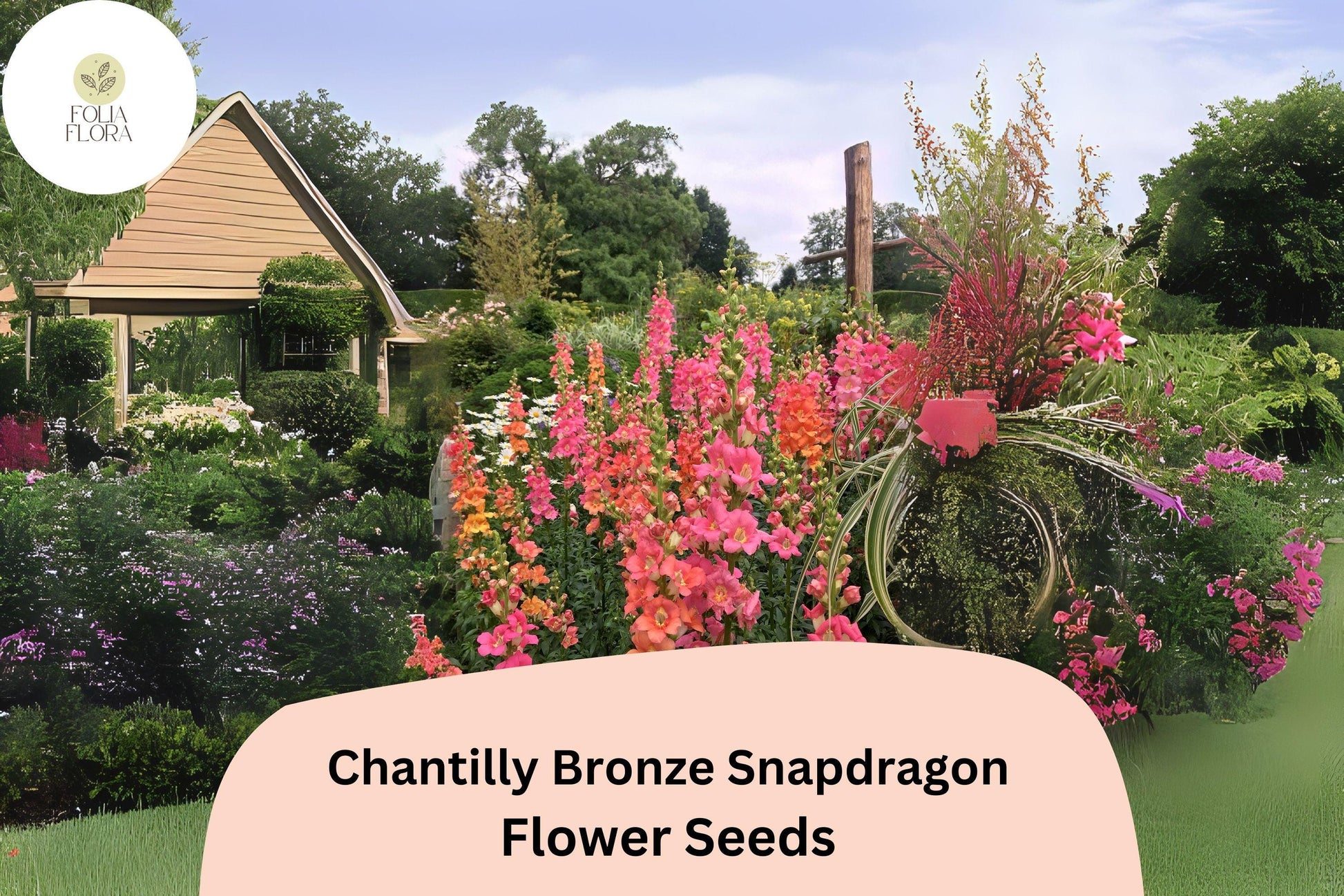 Chantilly Bronze Snapdragon Seeds (Antirrhinum majus) | 1000+ Seeds | Tall, Warm Bronze Blooms for Garden & Cut Flowers