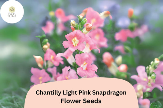 Chantilly Light Pink Snapdragon Seeds (Antirrhinum majus) | 1000+ Seeds | Tall, Soft Pink Blooms for Garden & Cut Flowers