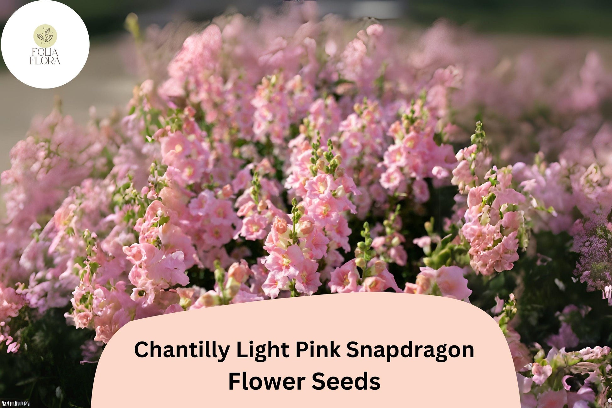 Chantilly Light Pink Snapdragon Seeds (Antirrhinum majus) | 1000+ Seeds | Tall, Soft Pink Blooms for Garden & Cut Flowers