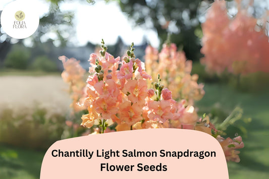 Chantilly Light Salmon Snapdragon Seeds (Antirrhinum majus) | 1000+ Seeds | Tall, Peachy-Salmon Blooms for Garden & Cut Flowers