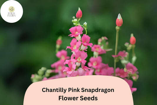 Chantilly Pink Snapdragon Seeds (Antirrhinum majus) | 1000+ Seeds | Tall, Fragrant Pink Blooms for Garden & Cut Flowers