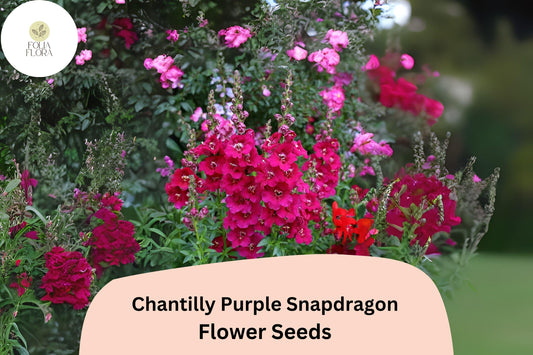 Chantilly Purple Snapdragon Seeds (Antirrhinum majus) | 1000+ Seeds | Tall, Fragrant Purple Blooms for Garden & Cut Flowers