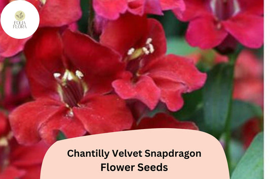 Chantilly Velvet Snapdragon Seeds (Antirrhinum majus) | 1000+ Seeds | Tall, Fragrant Deep Red Blooms for Garden & Cut Flowers