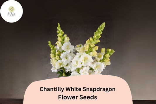 Chantilly White Snapdragon Seeds (Antirrhinum majus) | 1000+ Seeds | Tall, Fragrant White Blooms for Garden & Cut Flowers