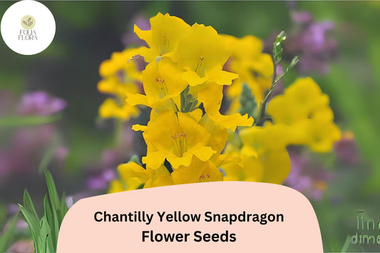 Chantilly Yellow Snapdragon Seeds (Antirrhinum majus) | 1000+ Seeds | Tall, Fragrant Yellow Blooms for Garden & Cut Flowers