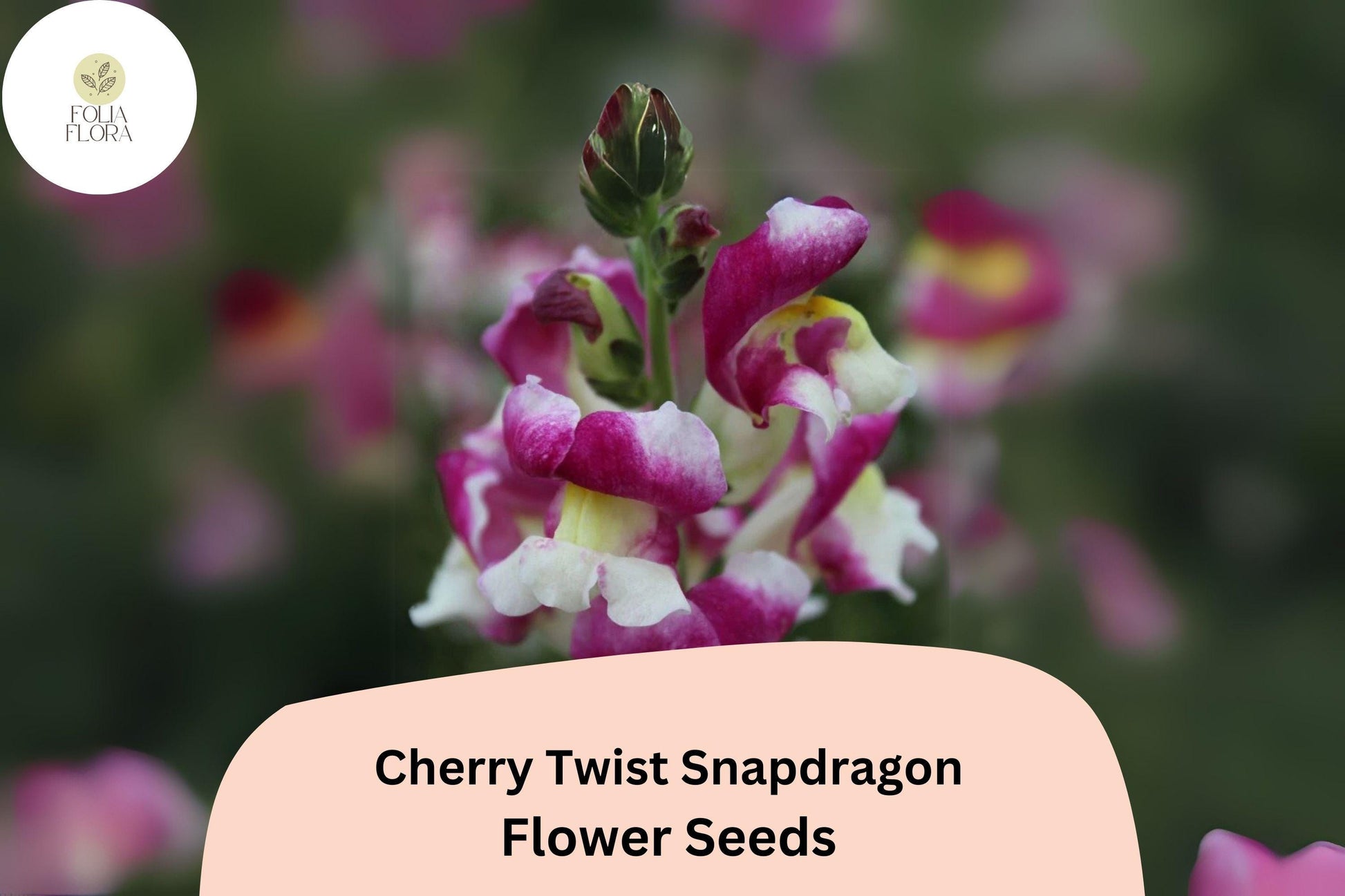 Cherry Twist Snapdragon Seeds (Antirrhinum majus) | 1000+ Seeds | Vibrant Cherry-Red Blooms for Garden & Cut Flowers