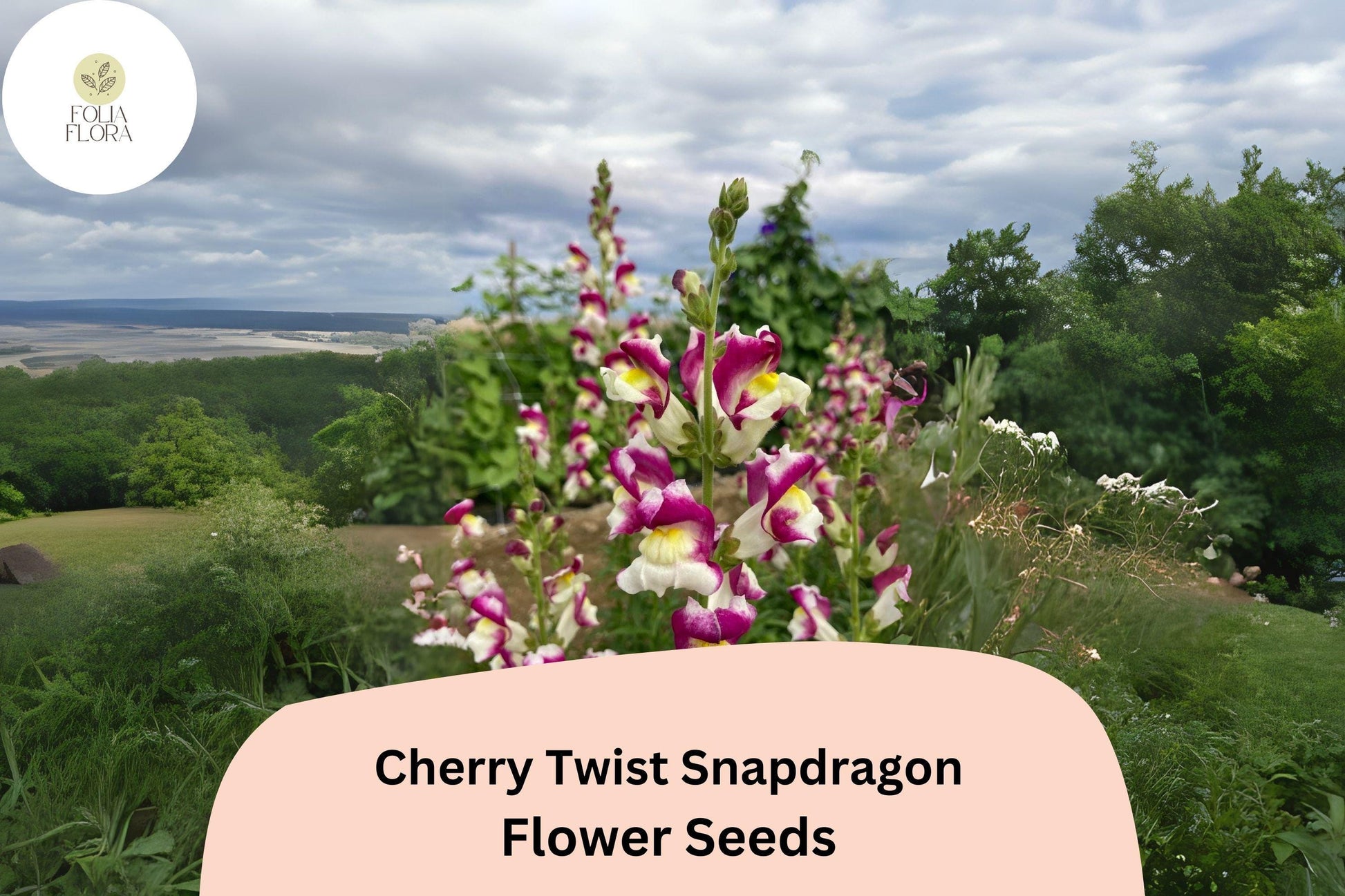 Cherry Twist Snapdragon Seeds (Antirrhinum majus) | 1000+ Seeds | Vibrant Cherry-Red Blooms for Garden & Cut Flowers