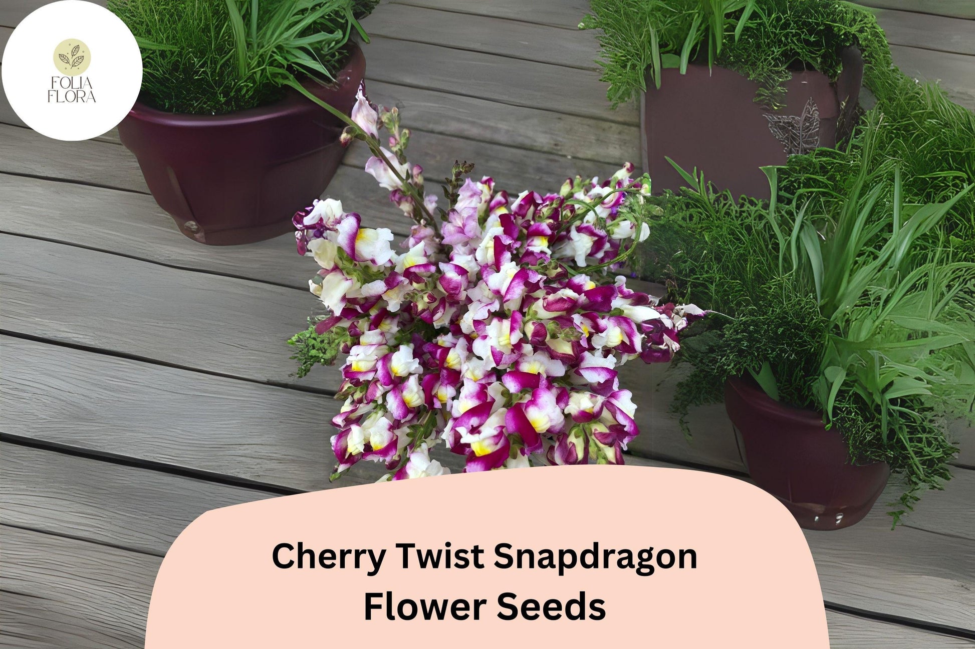 Cherry Twist Snapdragon Seeds (Antirrhinum majus) | 1000+ Seeds | Vibrant Cherry-Red Blooms for Garden & Cut Flowers