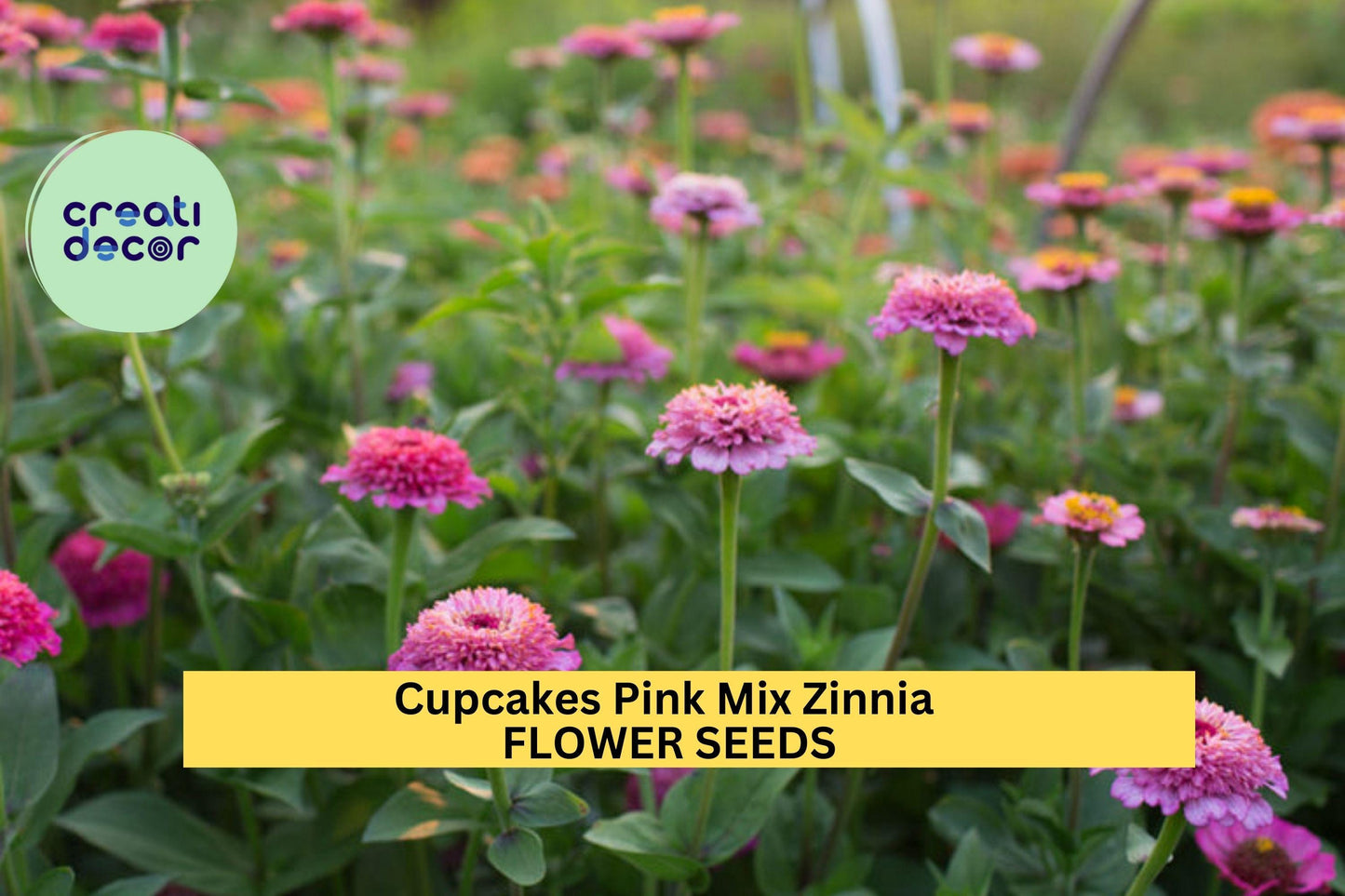 Cupcakes Pink Mix Zinnia Seeds – 100+ Seeds – Frilly Pink Blooms for Pollinator-Friendly Garden Beds, Borders, and Cut Flower Gardens