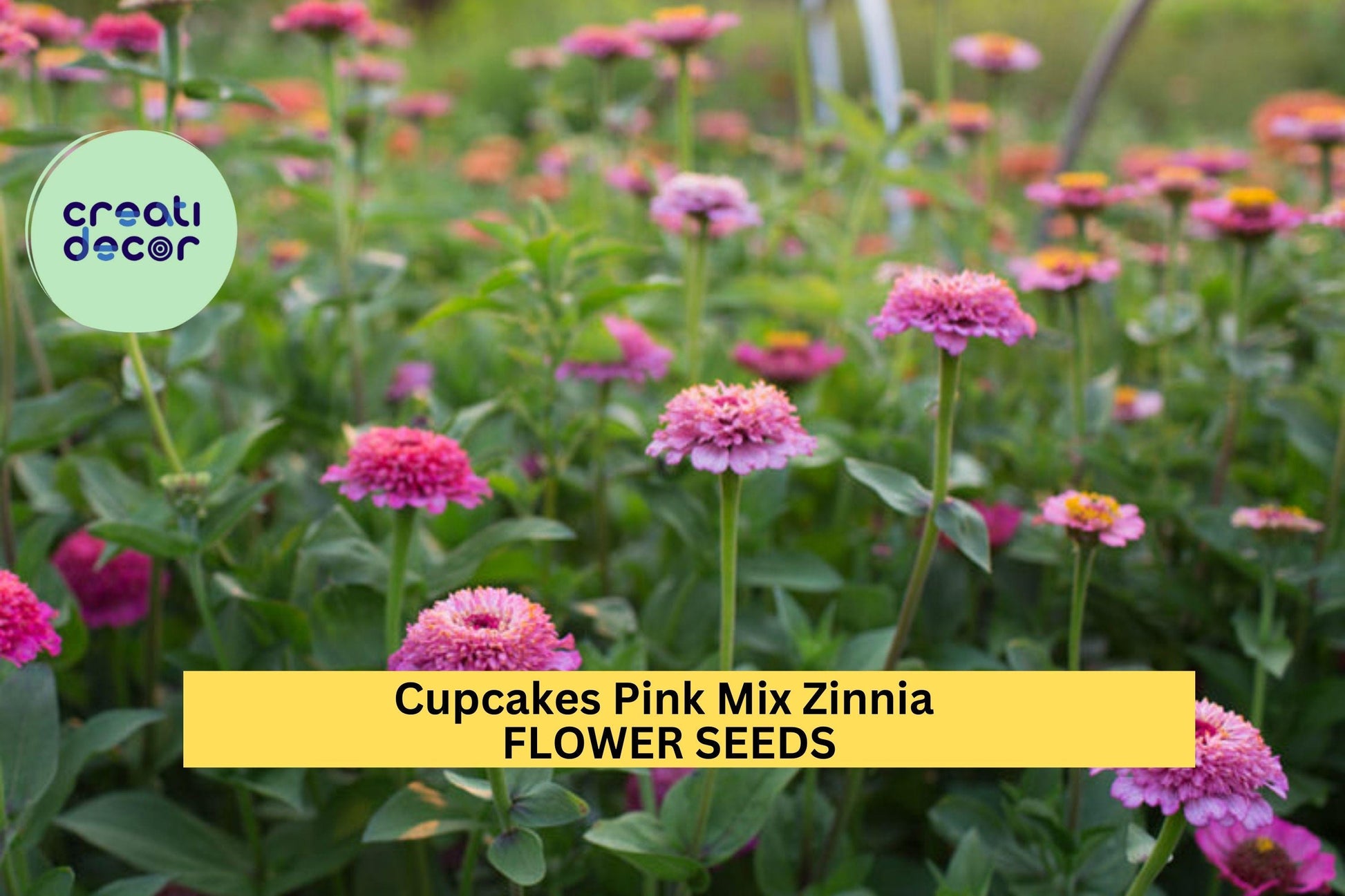 Cupcakes Pink Mix Zinnia Seeds – 100+ Seeds – Frilly Pink Blooms for Pollinator-Friendly Garden Beds, Borders, and Cut Flower Gardens