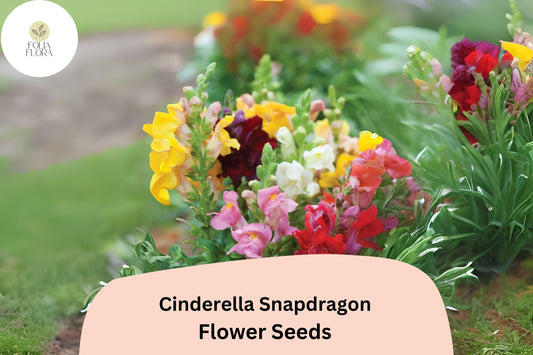 Cinderella Snapdragon Seeds (Antirrhinum majus) | 1000+ Seeds | Delicate Pastel Blooms for Garden & Cut Flowers