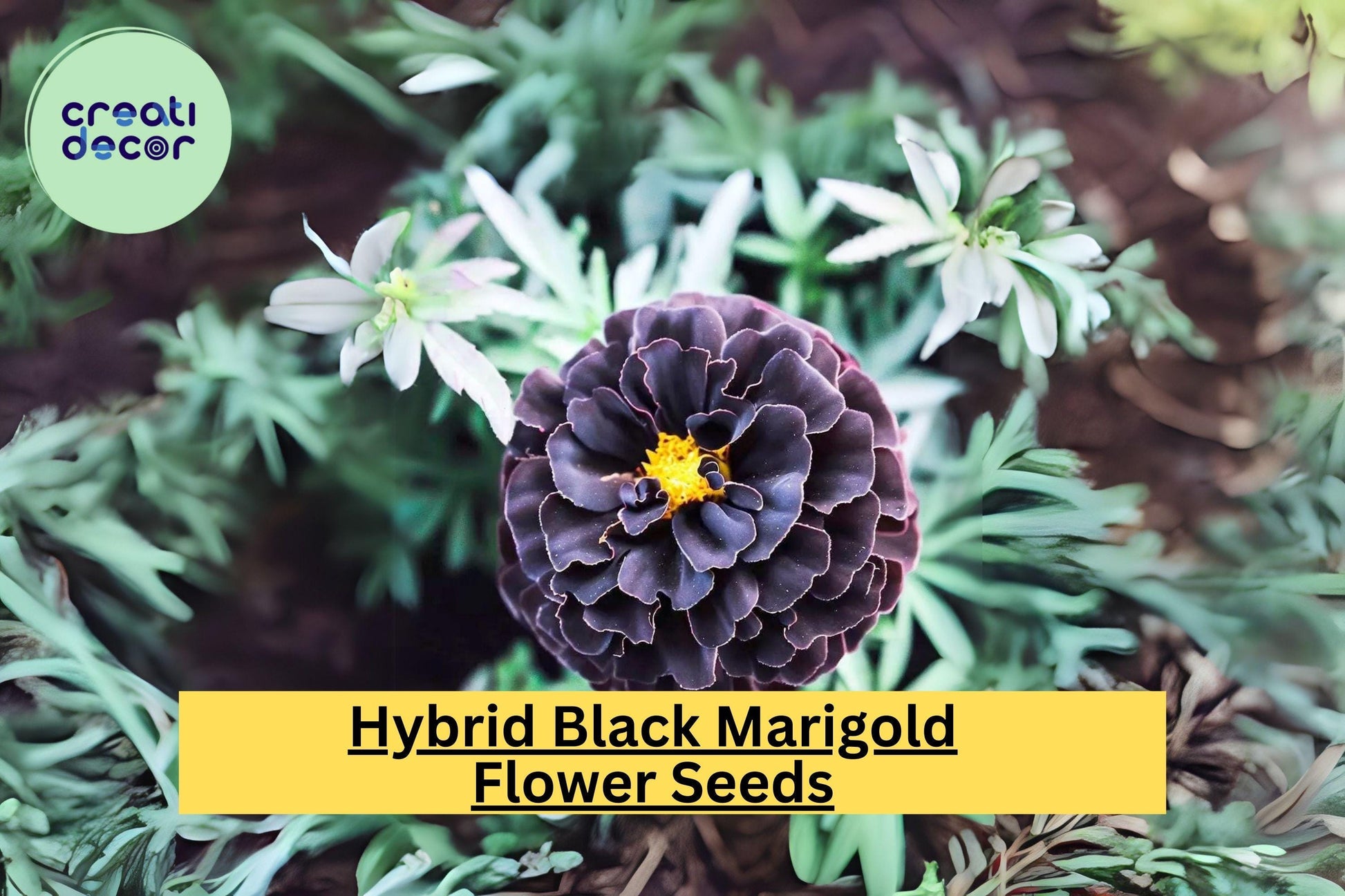 25+ Hybrid Black Marigold Seeds - Unique Dark Blooms - Easy to Grow Annual Flower for Gardens, Borders, Pollinators & Landscaping
