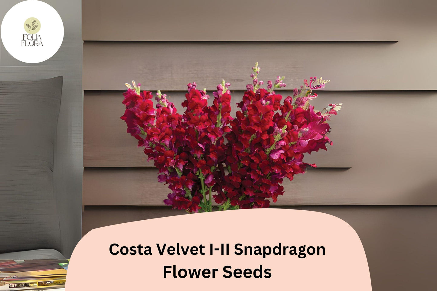 Costa Velvet I–II Snapdragon Seeds (Antirrhinum majus) | 1000+ Seeds | Deep Velvet Red Blooms for Garden & Cut Flowers