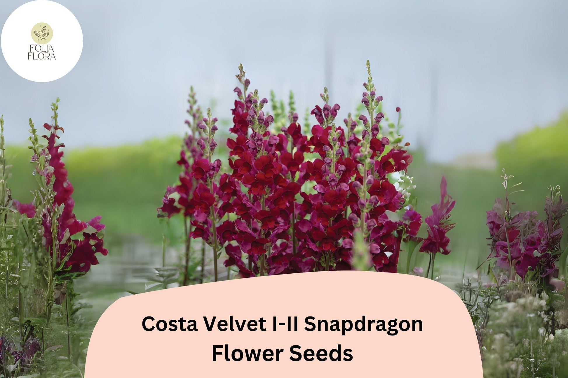 Costa Velvet I–II Snapdragon Seeds (Antirrhinum majus) | 1000+ Seeds | Deep Velvet Red Blooms for Garden & Cut Flowers