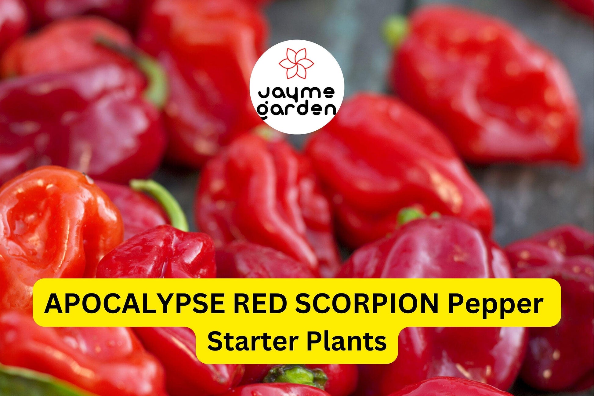 3 Apocalypse Red Scorpion Pepper Starter Plants - Super Hot Chili - Extreme Heat for Spicy Recipes, Gardens & Container Growing