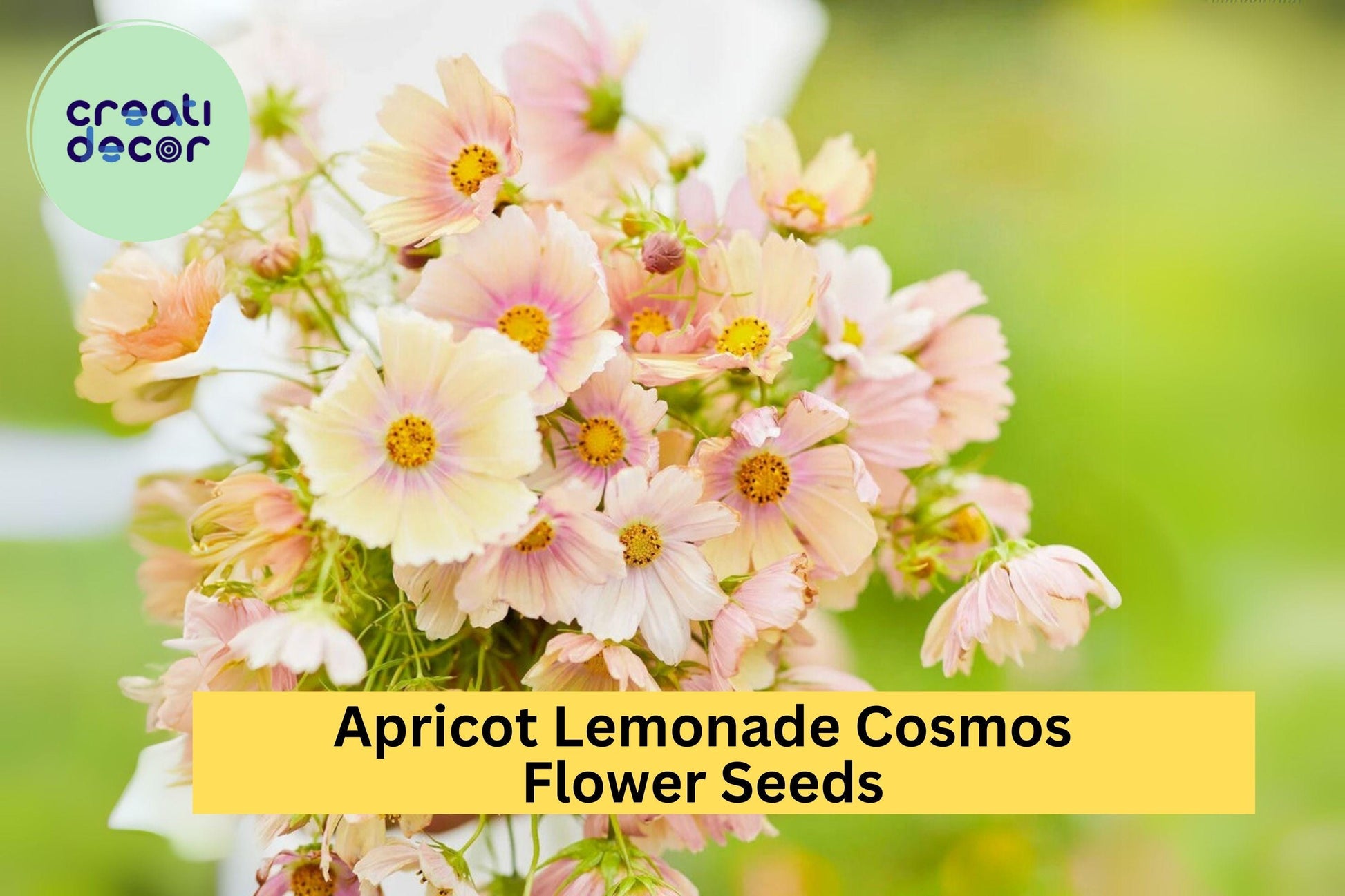 200+ Apricot Lemonade Cosmos Seeds - Rare Pastel Blooms - Easy to Grow Annual for Gardens, Borders & Pollinators