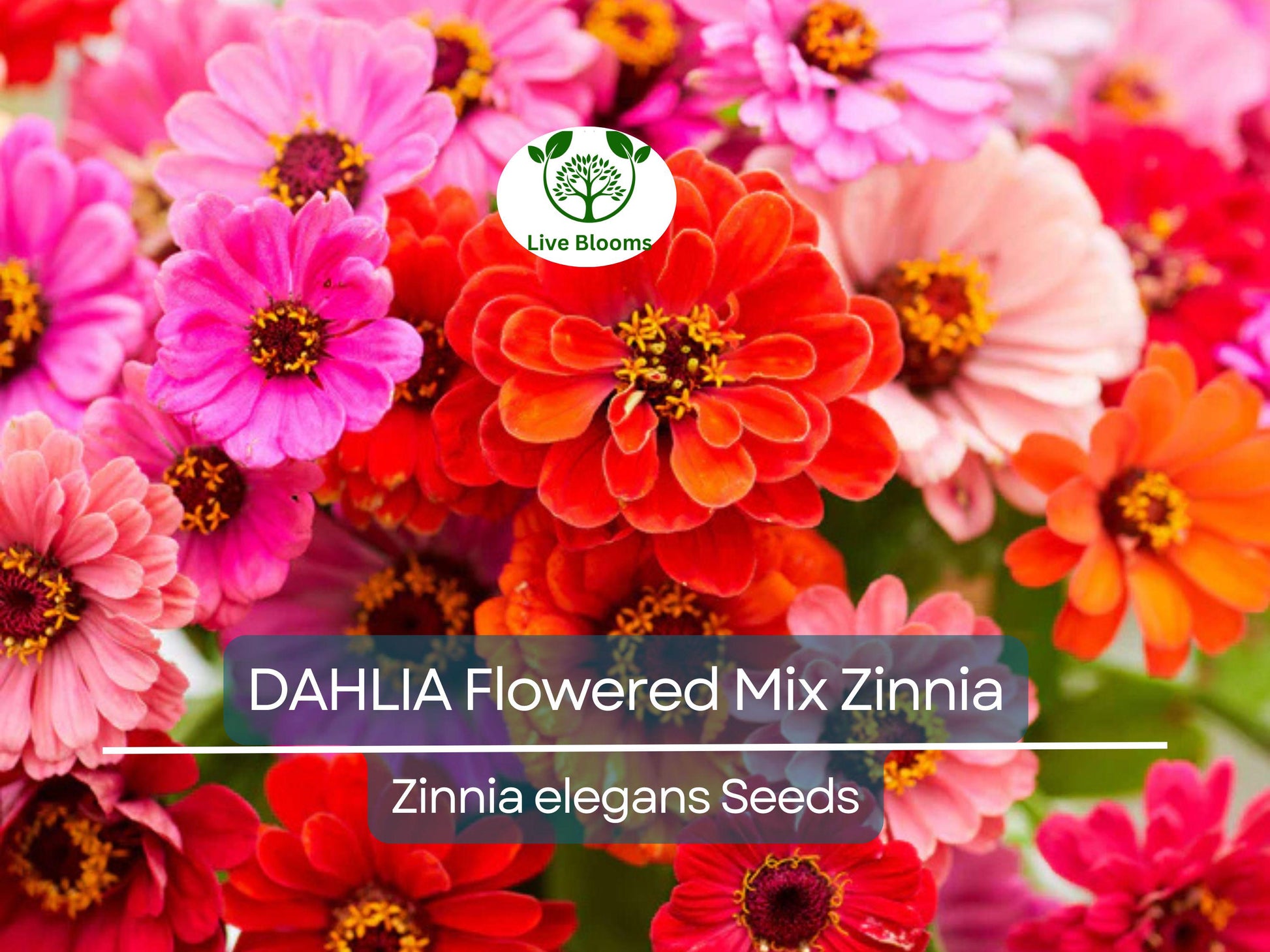200 Zinnia elegans DAHLIA Flowered Mix Seeds, Hummingbird & Pollinator Flowers, Non-GMO, Vibrant Colors, Garden Blooms
