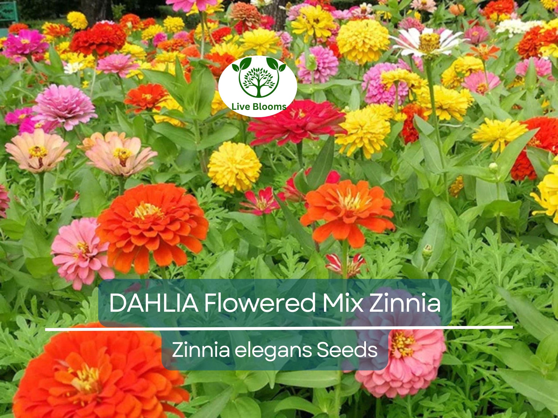 200 Zinnia elegans DAHLIA Flowered Mix Seeds, Hummingbird & Pollinator Flowers, Non-GMO, Vibrant Colors, Garden Blooms