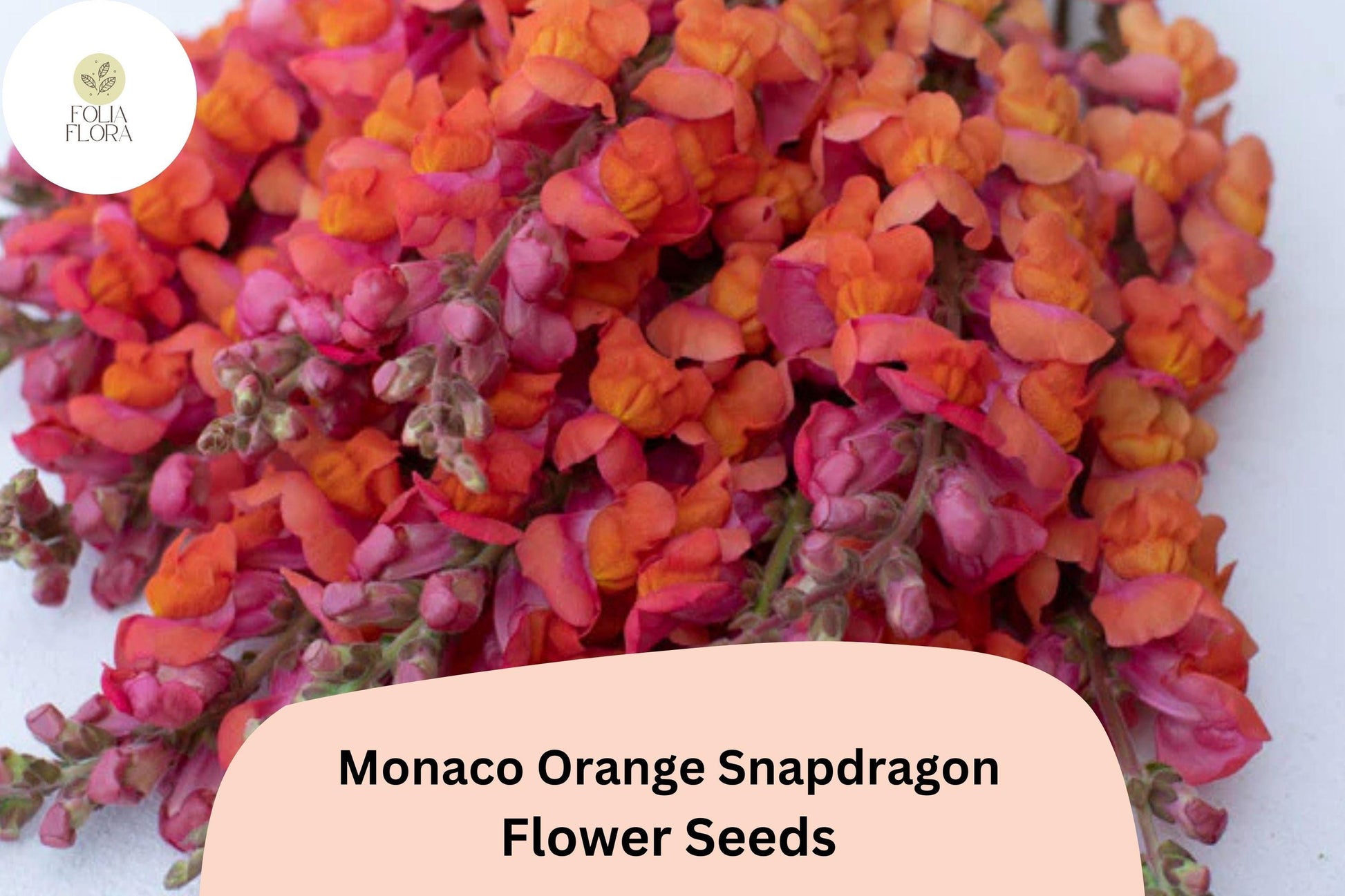 Antirrhinum majus Monaco Orange Snapdragon Seeds – 1000+ Bright Blooms for Garden & Cut Flowers