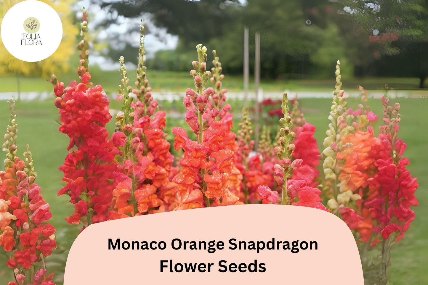 Antirrhinum majus Monaco Orange Snapdragon Seeds – 1000+ Bright Blooms for Garden & Cut Flowers