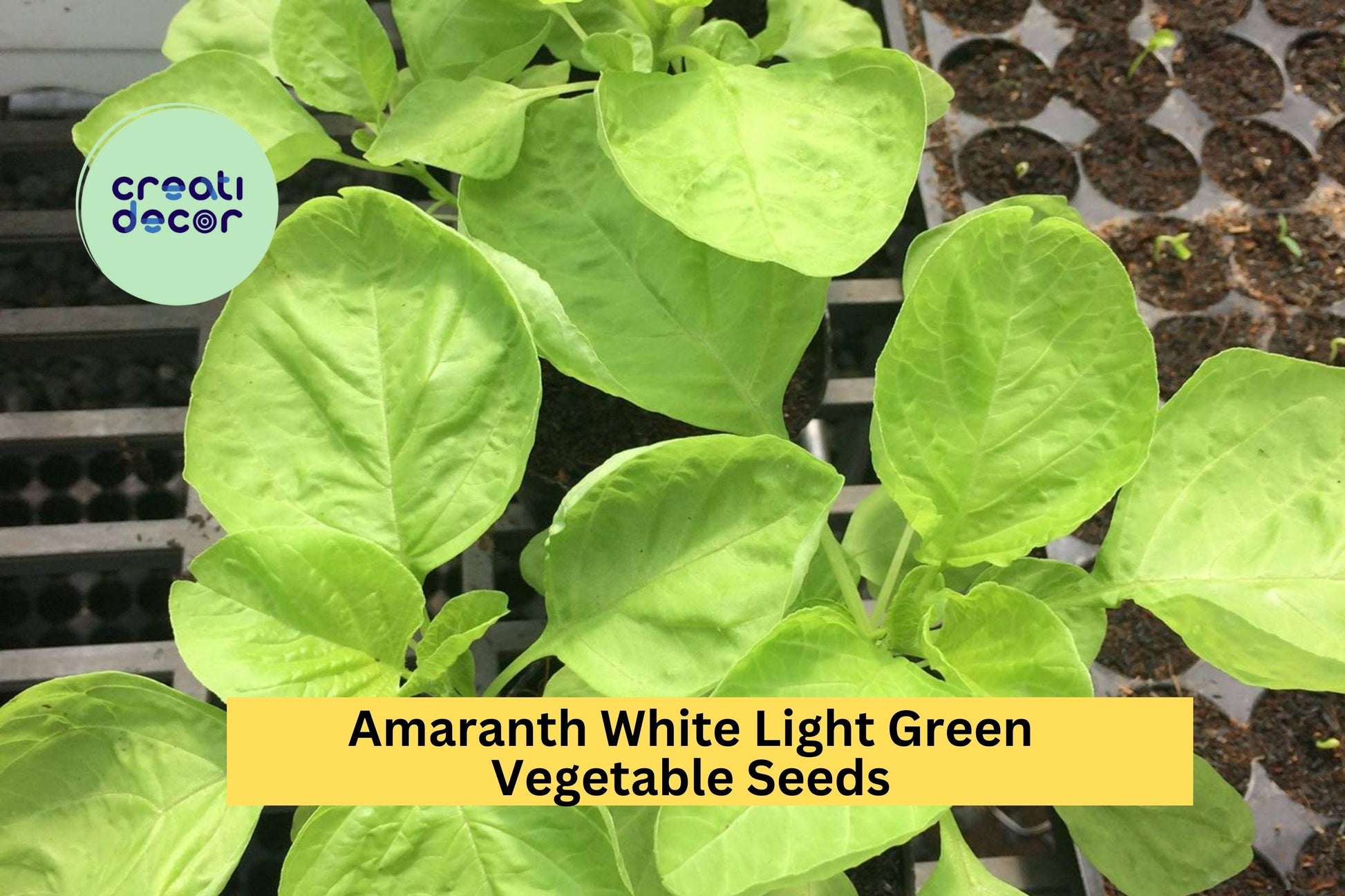 Edible Amaranth White Light Green Seeds – 500mg for Planting, Tender Leaves, Fast Growing, Garden & Container, Heirloom Vegetable