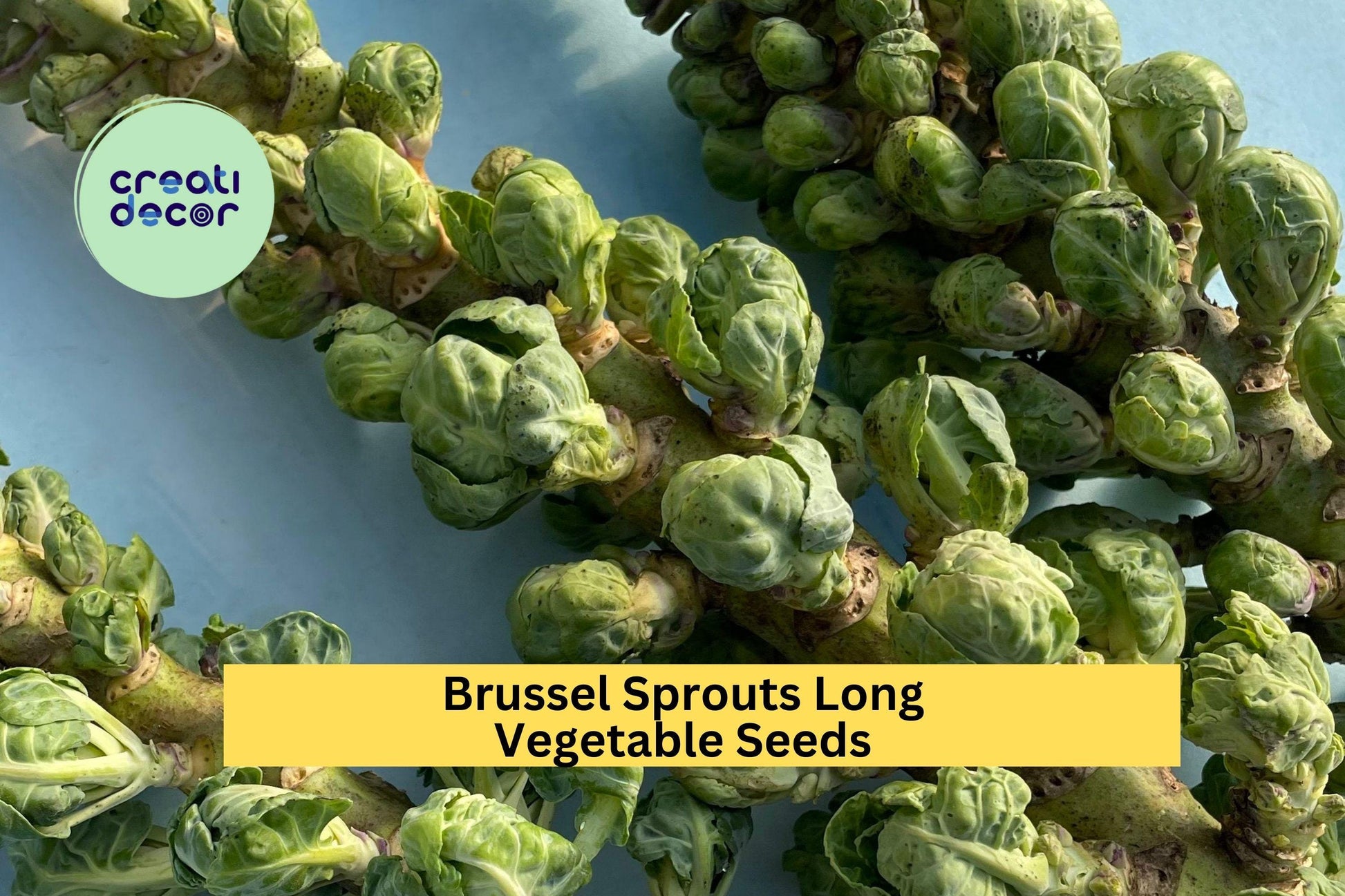 Brussels Sprouts Long Island Improved Seeds – 1g for Planting, Heirloom, Cold Hardy, High Yield, Compact Growth, Garden & Container