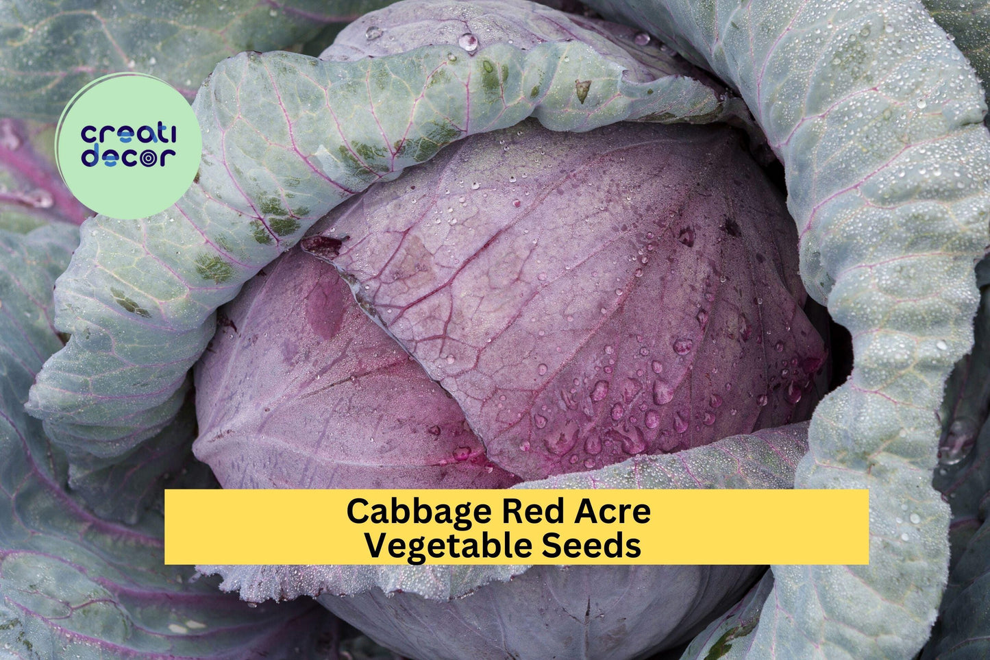 Cabbage Red Acre Seeds – 1g for Planting, Heirloom Variety, Compact & Sweet, Cold Hardy, High Yield, Garden Container