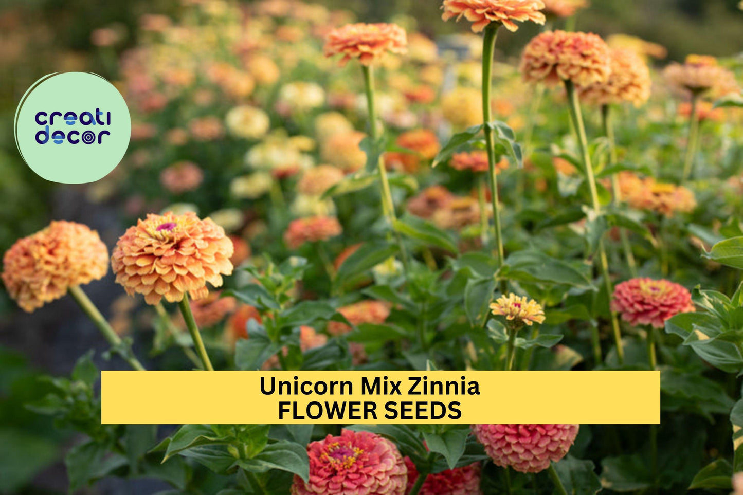 Unicorn Mix Zinnia Seeds – 100+ Seeds – Pastel Rainbow Blooms for Cut Flower Gardens, Cottage Borders, and Pollinator Beds – USA