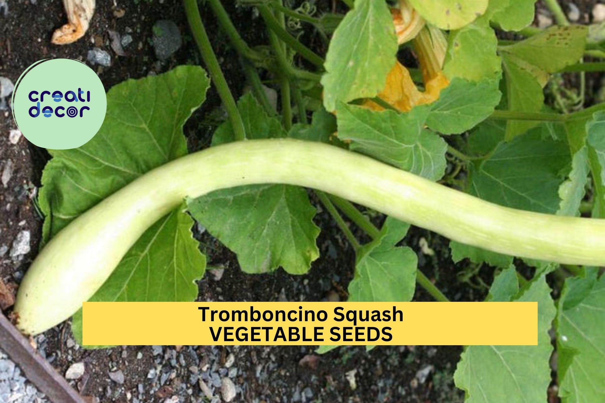 Tromboncino Squash Seeds – 25+ Seeds – Heirloom Climbing Zucchini for Trellises, Summer or Winter Harvest, and Edible Gardens – USA