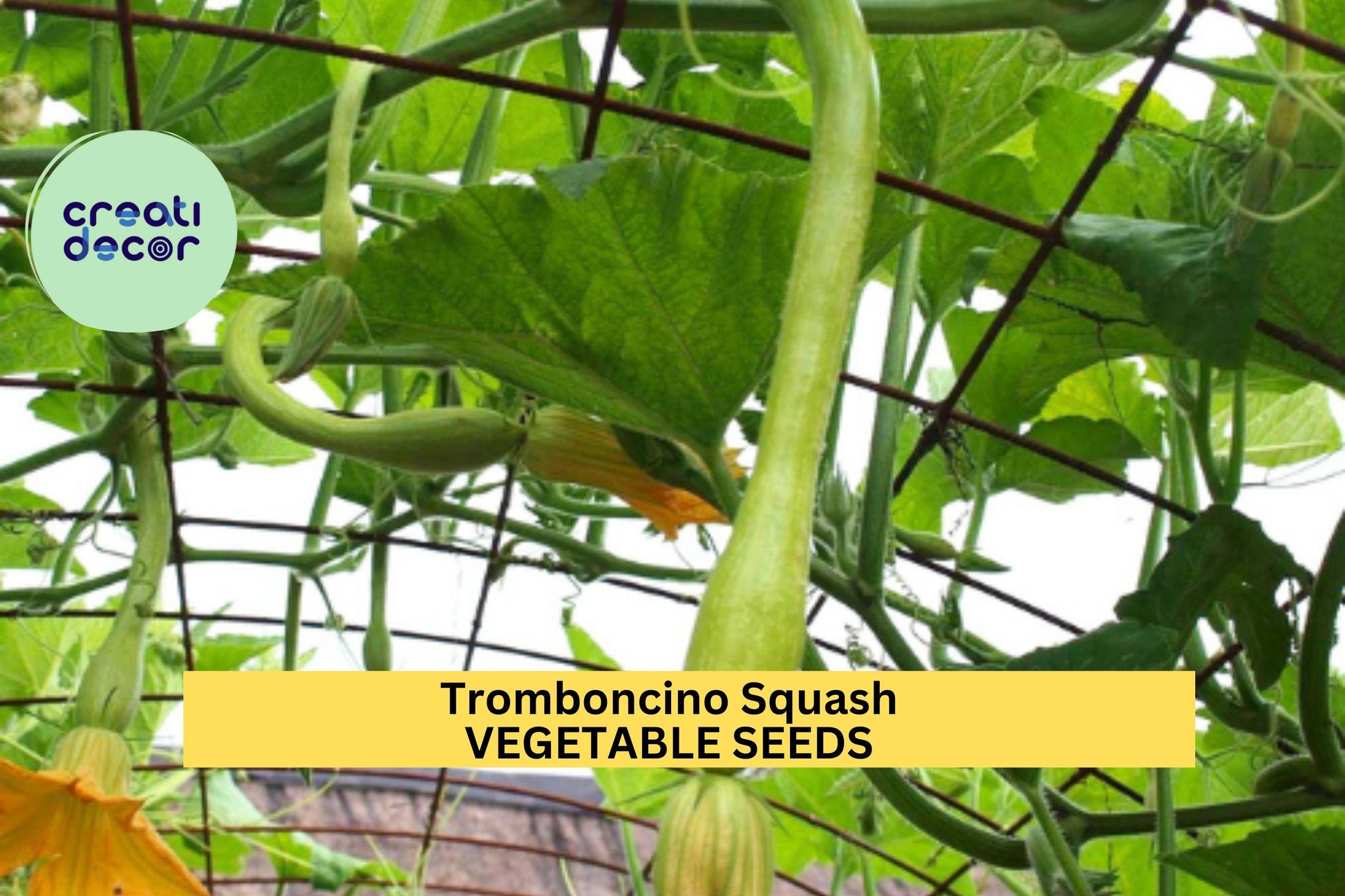 Tromboncino Squash Seeds – 25+ Seeds – Heirloom Climbing Zucchini for Trellises, Summer or Winter Harvest, and Edible Gardens – USA