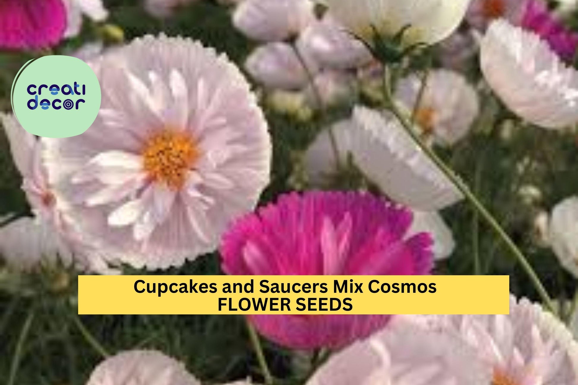 Cupcakes & Saucers Cosmos Seeds –200+ Seeds – Ruffled Pink, White Blooms for Cottage Gardens, Borders and Cut Flower Beds