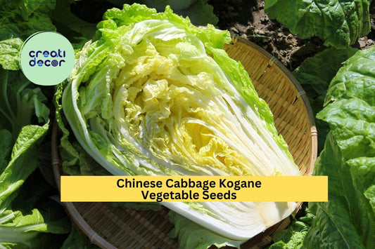 Chinese Cabbage Kogane Seeds – 500mg for Planting, Heirloom Variety, Sweet & Tender, Fast Growing, Cold Hardy, Garden Container