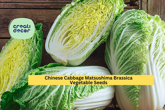 Chinese Cabbage Matsushima Seeds – 500mg for Planting, Brassica Rapa Pekinensis, Sweet & Crisp, Fast Growing, Cold Hardy, Garden Container