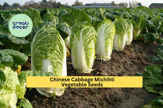 Chinese Heading Cabbage Michihli Seeds – 500mg for Planting, Heirloom Variety, Sweet & Crisp, Fast Growing, Cold Hardy, Garden Container