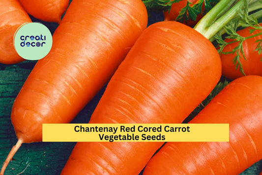 Chantenay Red Cored Carrot Seeds – 1g for Planting, Heirloom Variety, Sweet Crisp, Short & Thick Roots, Garden Container, High Yield