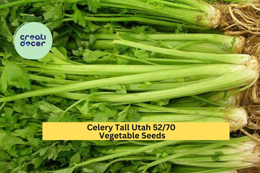 Celery Tall Utah 52/70 Seeds – 1g for Planting, Heirloom Variety, Crisp & Tender Stalks, High Yield, Cold Hardy, Garden Container